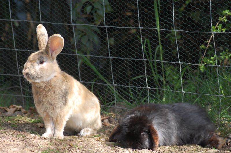 Bert and Rupert chilling out!