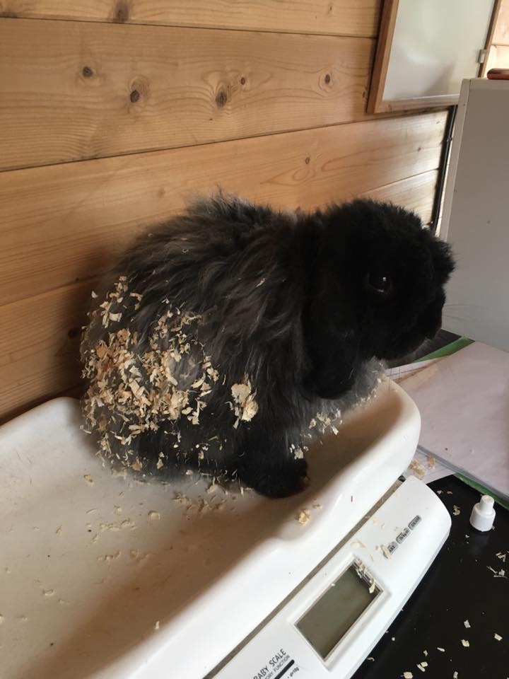 Rupert ready for a groom, having just rolled in sawdust...