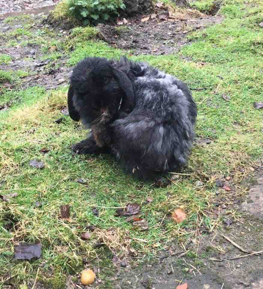 Giving himself a good little wash after getting a little wet!