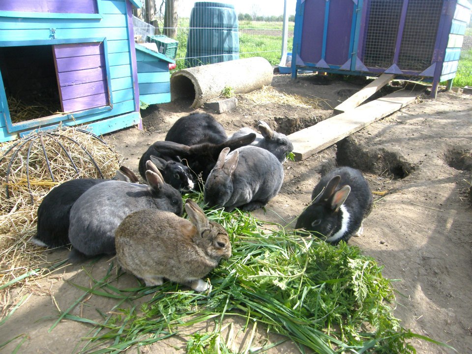 rabbits3.jpg
