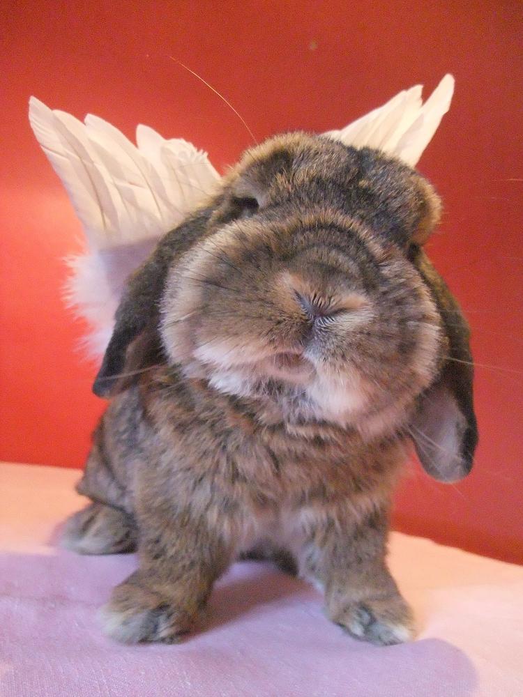 boppi-the-bun-daily-bunny-small.jpg