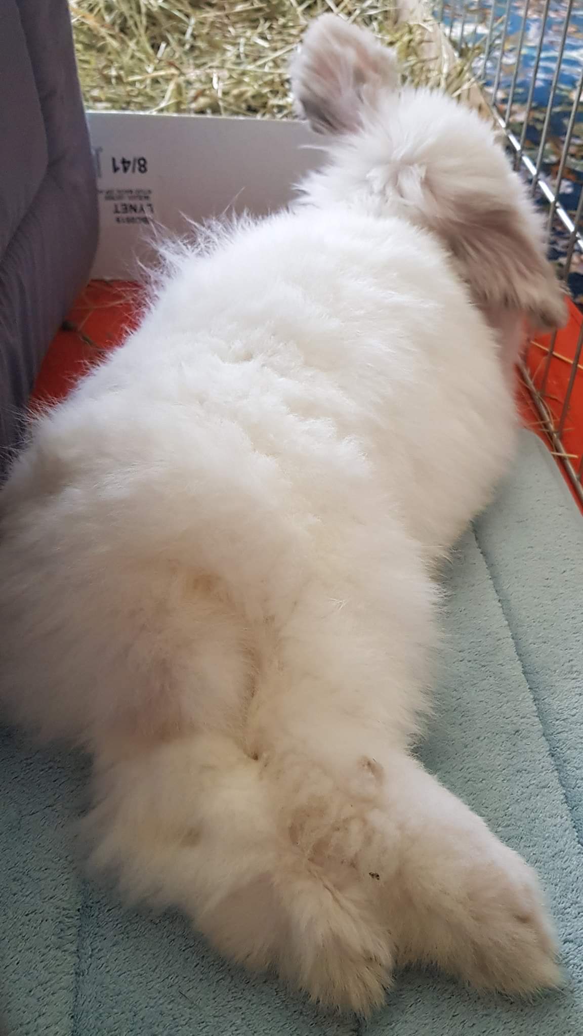 Freddie's first bunny butt Friday photo