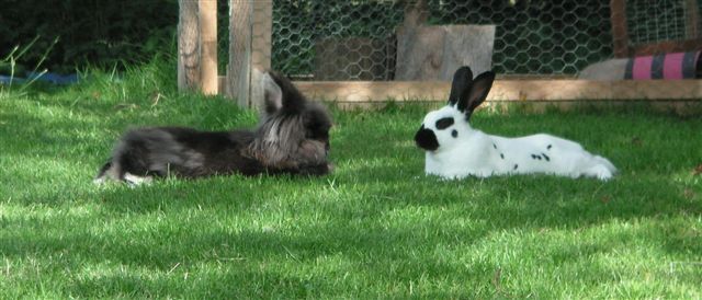 Leaf and Jasper, love at first sight bonded in 10mins.
