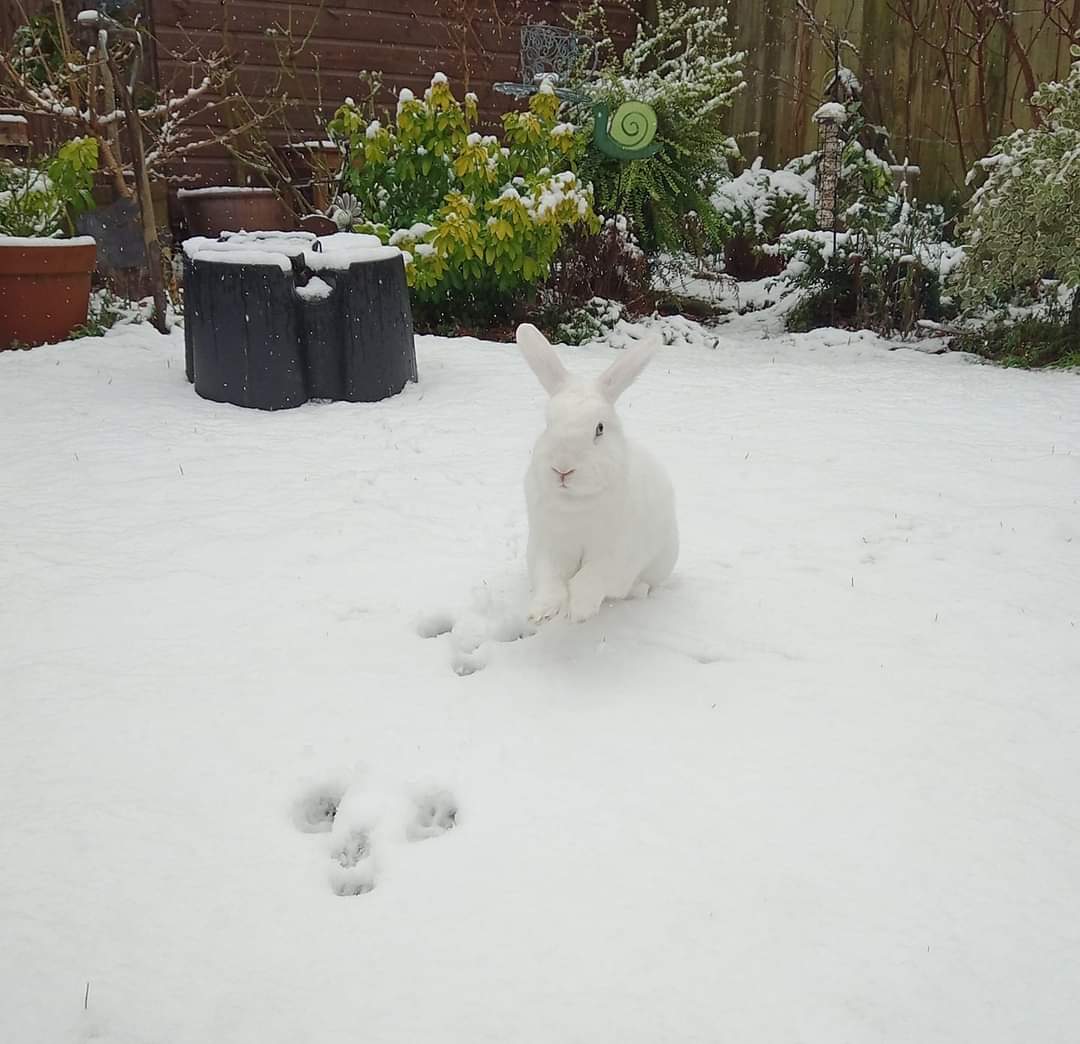 Our ex resident Bobble, enjoying the snow