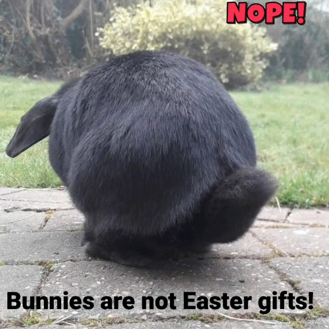 Pancake has an important Easter message